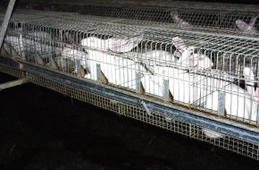 Deutscher Tierschutzbund e.V.: Deutscher Tierschutzbund klagt Tierqual an: Millionen Mastkaninchen leiden hinter Gittern - auch in Deutschland