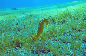 Leibniz-Zentrum für Marine Tropenforschung GmbH: Neue Studie warnt: Klimaerwärmung und invasive Art bedrohen Seegraswiesen im Mittelmeer