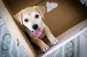 VIER PFOTEN - Stiftung für Tierschutz: Heute ist Tag der Hundewelpen / VIER PFOTEN warnt vor illegalem Online-Handel und gibt Tipps