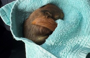 Polizei Bochum: POL-BO: Skippy auf Abwegen: Polizei rettet aus dem Nest gefallenes Eichhörnchen