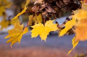 HUK-COBURG: Tipps für den Alltag: Wenn die Blätter fallen / Herbstlaub kann Straßen in rutschige Flächen verwandeln