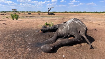 IFAW - International Fund for Animal Welfare: Tödliche Dürre für Elefanten in Simbabwe