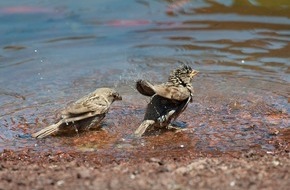 BUND: ++ Ökotipp: Weniger tun, mehr lassen – So gelingt ein vogelfreundlicher Garten | Ökotipp-Reihe Naturnahes Gärtnern ++