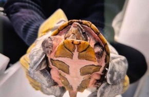 Polizeidirektion Bad Segeberg: POL-SE: 20260701.1: Elmshorn - Unbekannte setzen Schildkr&ouml;te aus - Polizei sucht Zeugen