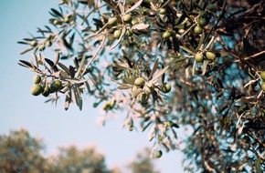 Olive Oil World Tour: Olivenöle aus Europa: Was steckt drin? / Dieser Etikettencheck enthüllt die wichtigsten Fakten