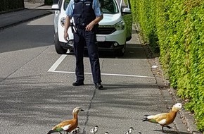 Polizeipräsidium Freiburg: POL-FR: Schopfheim: Gänsefamilie macht Ausflug in Fahrnau