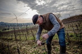 Verband der Bordeauxweine (CIVB): Innovation als Reaktion auf den Klimawandel: Bordeaux lässt sechs neue Rebsorten zu