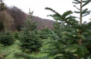 Robin Wood e.V.: Öko-Weihnachtsbäume: Mit wenigen Klicks zur Verkaufsstelle in der Nähe