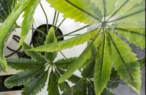 Polizei Bielefeld: POL-BI: Cannabis auf Balkon angebaut