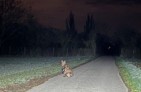 Polizeidirektion Ludwigshafen: POL-PDLU: Römerberg - Hund vor Polizei geflüchtet, Halterin gesucht