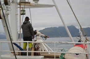 Whale & Dolphin Conservation gGmbH: Neuer WDC-Bericht: Norwegischer Walfang verursacht erhebliches Tierleid