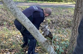 Polizei Bremerhaven: POL-Bremerhaven: Aus Maschendrahtzaun befreit: Polizei rettet verletzten Greifvogel