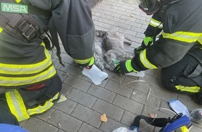 Feuerwehr Dortmund: FW-DO: Wohnungsbrand in Dortmunder Innenstadt-Eine Person und zwei Katzen verletzt