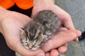 Polizei Düren: POL-DN: Fünf ausgesetzte Katzenbabys in Mülltonne entdeckt - Polizei bittet um Hinweise