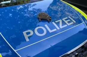 Polizeidirektion Bad Kreuznach: POL-PDKH: Nachbarschaftsstreit auf Grund der Urlaubsbetreuung einer Schildkröte