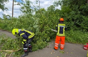 Feuerwehr Flotwedel: FW Flotwedel: Baum blockiert Fahrbahn und Telefonleitung im L&uuml;tersweg