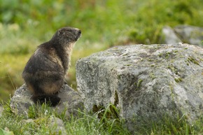 Raus aus den Höhlen - Wenn die Murmelis wieder durchstarten