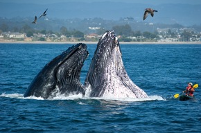 Santa Cruz, Kalifornien: Wo 20.000 Wale vorbeiziehen und Monarchfalter relaxen