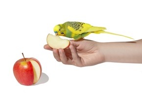 ZZF – Zentralverband der Heimtierbranche e.V.: Gemüse, Obst oder Beeren: Ziervögel brauchen Frischfutter