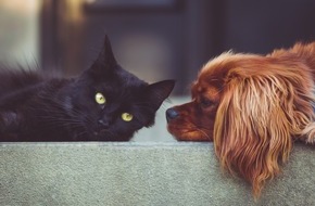 Urlaubsguru GmbH: Von wegen wie Hund und Katz - so funktioniert das Zusammenleben der Vierbeiner