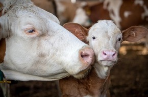 VIER PFOTEN - Stiftung für Tierschutz: Le bien-être animal en production laitière