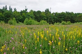 Deutsche Bundesstiftung Umwelt (DBU): DBU-Naturerbefläche Borkenberge