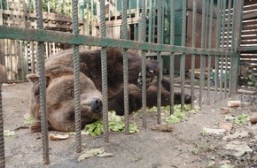 VIER PFOTEN - Stiftung für Tierschutz: Albaniens letzter «Restaurantbär» ist gerettet: VIER PFOTEN bringt Bär Mark in den BÄRENWALD Arbesbach in Österreich