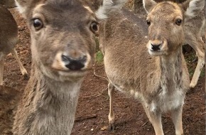 Polizeipräsidium Westpfalz: POL-PPWP: Ein tierischer Fan - und täglich grüßt ein Reh!