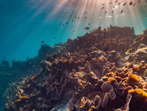 Das The Ritz-Carlton Maldives, Fari Islands engagiert sich für den Schutz der Meere und ihrer Bewohner