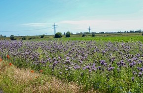 Netto: Grüne Pflanzaktion: Netto unterstützt Blühwiesen für mehr Insekten und bunte Blumen