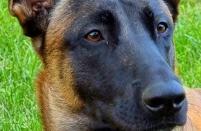 Hauptzollamt Karlsruhe: HZA-KA: Karlsruher Spürnase schlägt wieder zu / Zollhund "Eric" findet Drogen im Wert von über 34.000 Euro