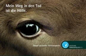 Deutscher Tierschutzbund e.V.: Tiertransporte Thema im Bundesrat: Acht Stunden sind genug (mit Bild)