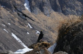 Schweizerischer Nationalfonds / Fonds national suisse: Les oiseaux qui fuient le réchauffement climatique sont ralentis par des obstacles