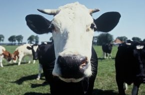 Beemster / Cono Kaasmakers: Nachhaltige Milch aus "Caring Dairy" / Zusammenschluss von Ben & Jerry's-Eis und Beemster-Käse