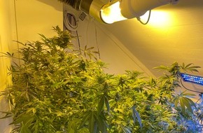Polizeiinspektion Osnabrück: POL-OS: Georgsmarienhütte: Cannabisplantage in einem Geheimraum entdeckt (mit Foto)