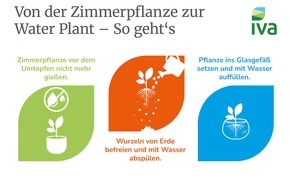 Industrieverband Agrar e.V. (IVA): Grüne Highlights: Tipps für Water Plants