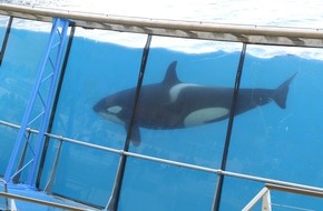 Whale & Dolphin Conservation gGmbH: Update: Orcas und Delfine im Marineland Antibes