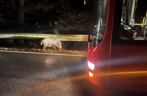Polizeidirektion Kaiserslautern: POL-PDKL: Wildschwein verursacht Auffahrunfall