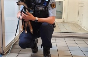 Bundespolizeiinspektion Hamburg: BPOL-HH: Hauptbahnhof: Hund "Hercules" auf Bahnsteig aufgefunden - erfolgreiche Ermittlung und Übergabe an Besitzerin