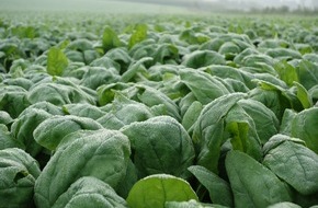iglo Deutschland: So kommt der Spinat vom Feld in die Packung: In fünf Film-Episoden zeigt iglo den Weg des beliebten Gemüses - von der Ernte bis zur Verarbeitung (FOTO)