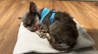 Polizeipräsidium Freiburg: POL-FR: Jestetten: Ausgesetzter Hund in Katzenbox - Polizei sucht Zeugen
