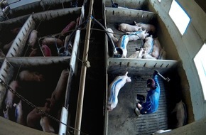 Albert Schweitzer Stiftung für unsere Mitwelt: Tierquälerei für Lidl-Fleisch: WDR Markt zeigt neue schockierende Aufnahmen aus Schweinemast