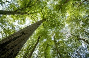 Kolpingwerk Deutschland gGmbH: Kolping Deutschland will bis 2035 klimaneutral werden