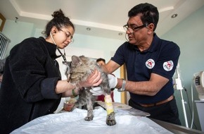 VIER PFOTEN - Stiftung für Tierschutz: Nothilfe für Tiere in der Türkei und Syrien