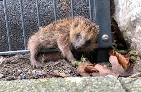 Polizeiinspektion Celle: POL-CE: Igel aus misslicher Lage befreit