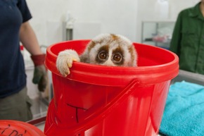 Liked to death: Wie soziale Medien den illegalen Wildtierhandel befeuern