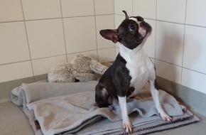 Polizeidirektion Ratzeburg: POL-RZ: H&uuml;ndin ausgesetzt - Polizei bittet um Hinweise