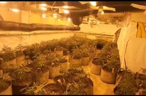 ZOLL-E: Staatsanwaltschaft Wuppertal - Zollfahndung Essen heben große Cannabisplantage in Velbert aus - 52 kg Marihuana - 2 Festnahmen