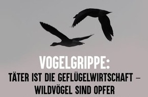 Wildtierschutz Deutschland e.V.: Vogelgrippe: Wildvögel sind nur die Opfer - Täter ist die Geflügelwirtschaft