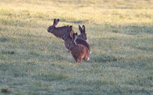 Deutscher Jagdverband e.V. (DJV): Hasenbestände entwickeln sich positiv